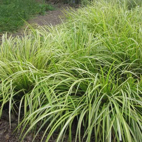 Acorus Grass - Plant