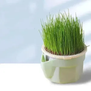 Cat Grass Cup Soilless Hydroponic Seed Spit Hair Ball Snacks