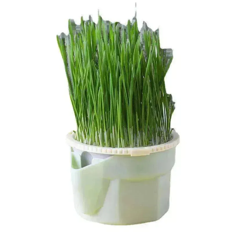 Cat Grass Cup Soilless Hydroponic Seed Spit Hair Ball Snacks