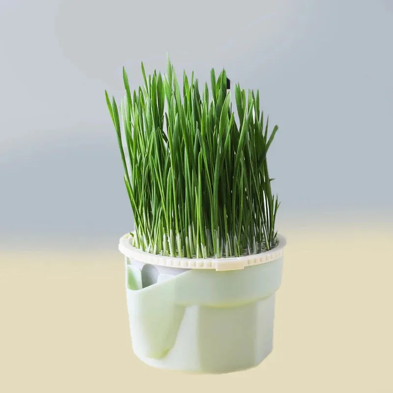 Cat Grass Grow Box