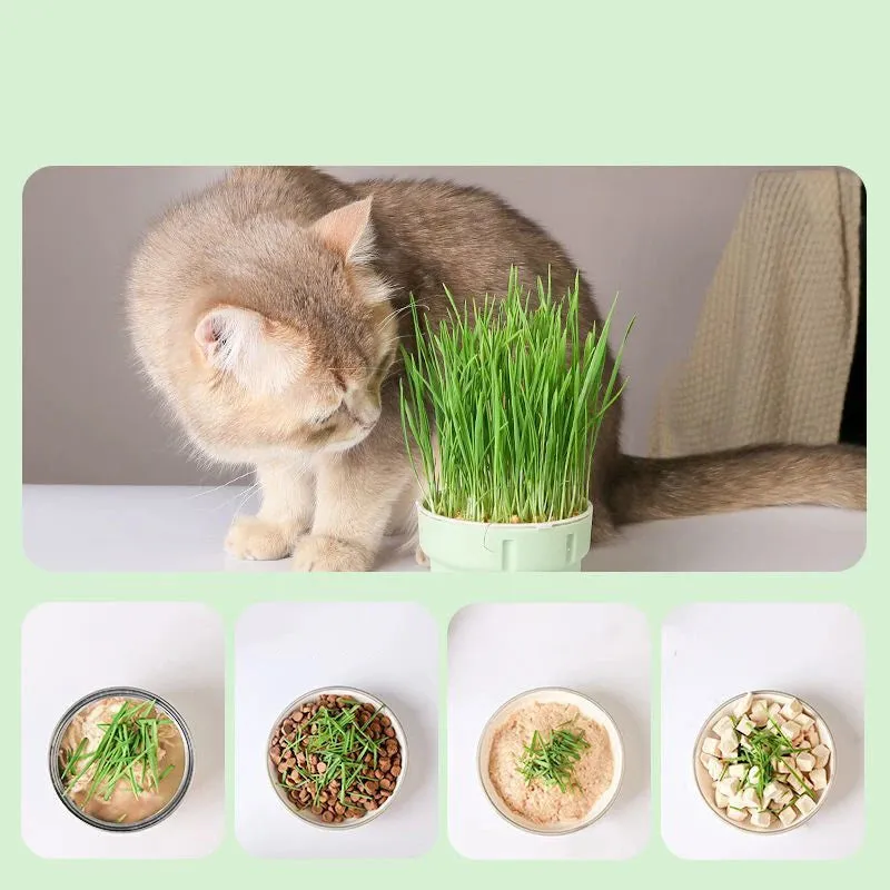 Cat Grass Grow Box