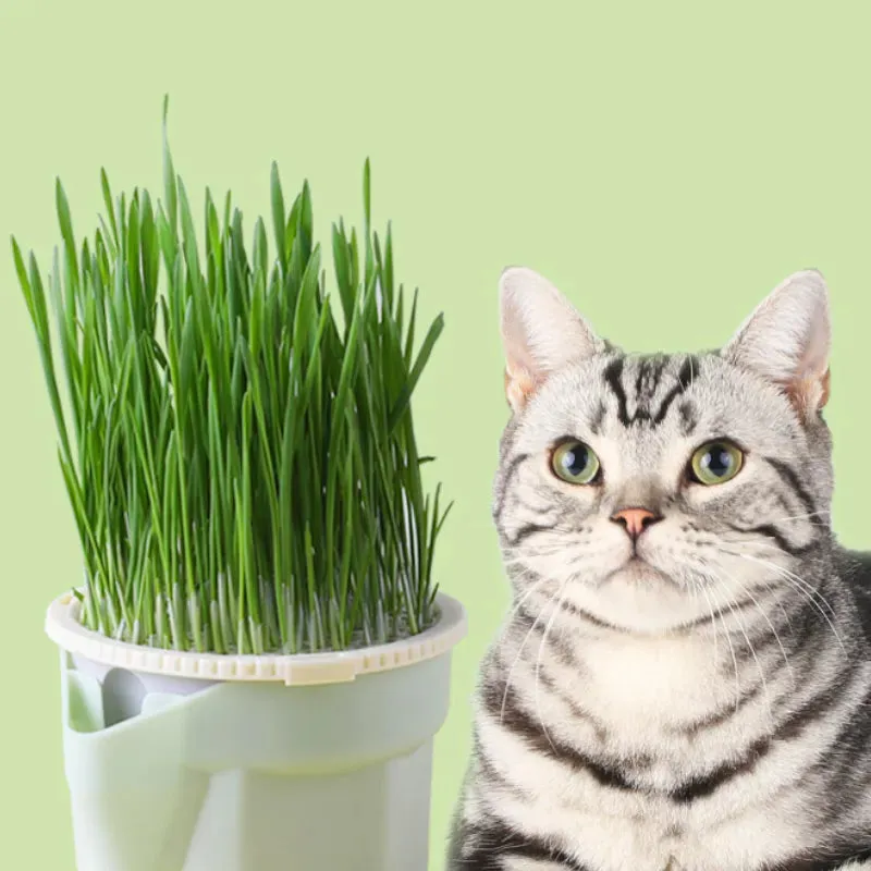 Cat Grass Grow Box