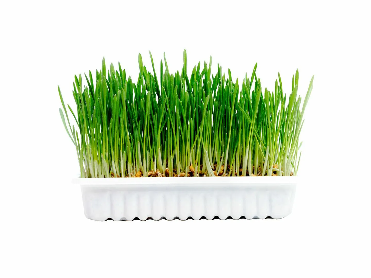 Cat grass kit 70g - 17,5x13x3cm