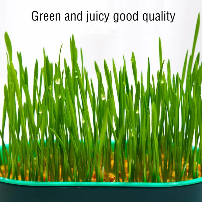 Cat Grass Planting Box Growing Kit Hydroponic Soil-Free