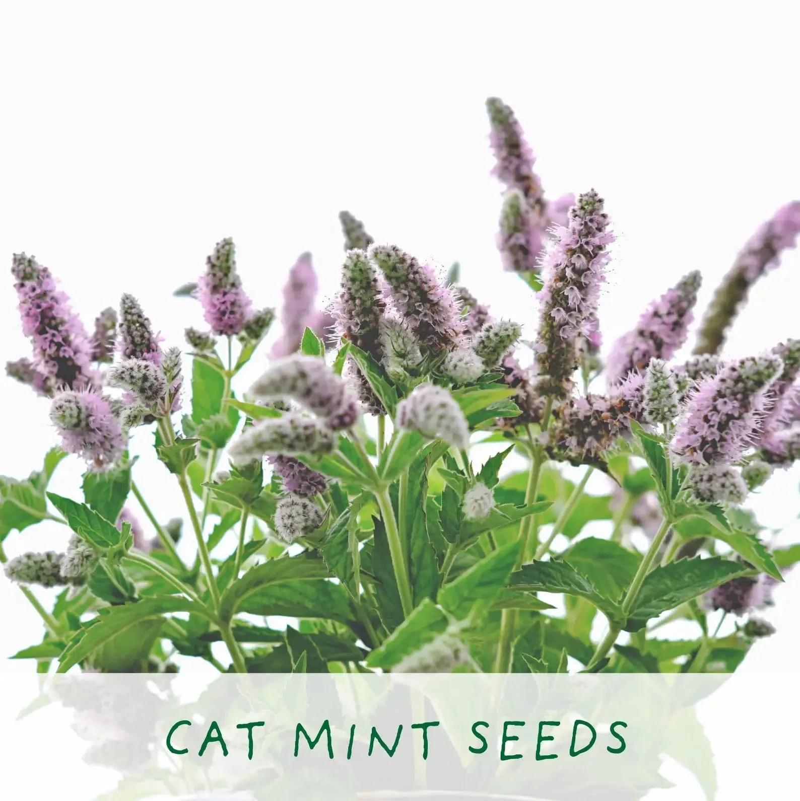 Cat Lovers. Eco Grow Your Own Plant Kit, Gardening Kit.