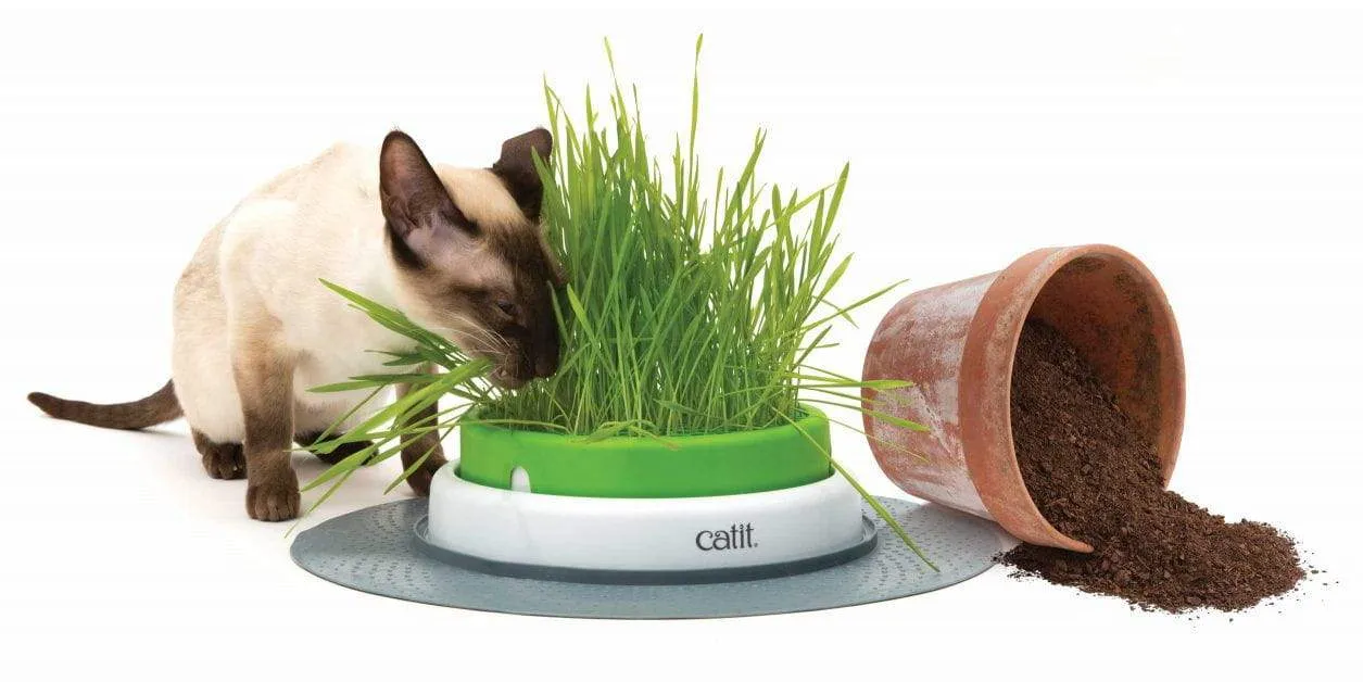 Catit 2.0 - Grass Planter   Grass Planter Refill