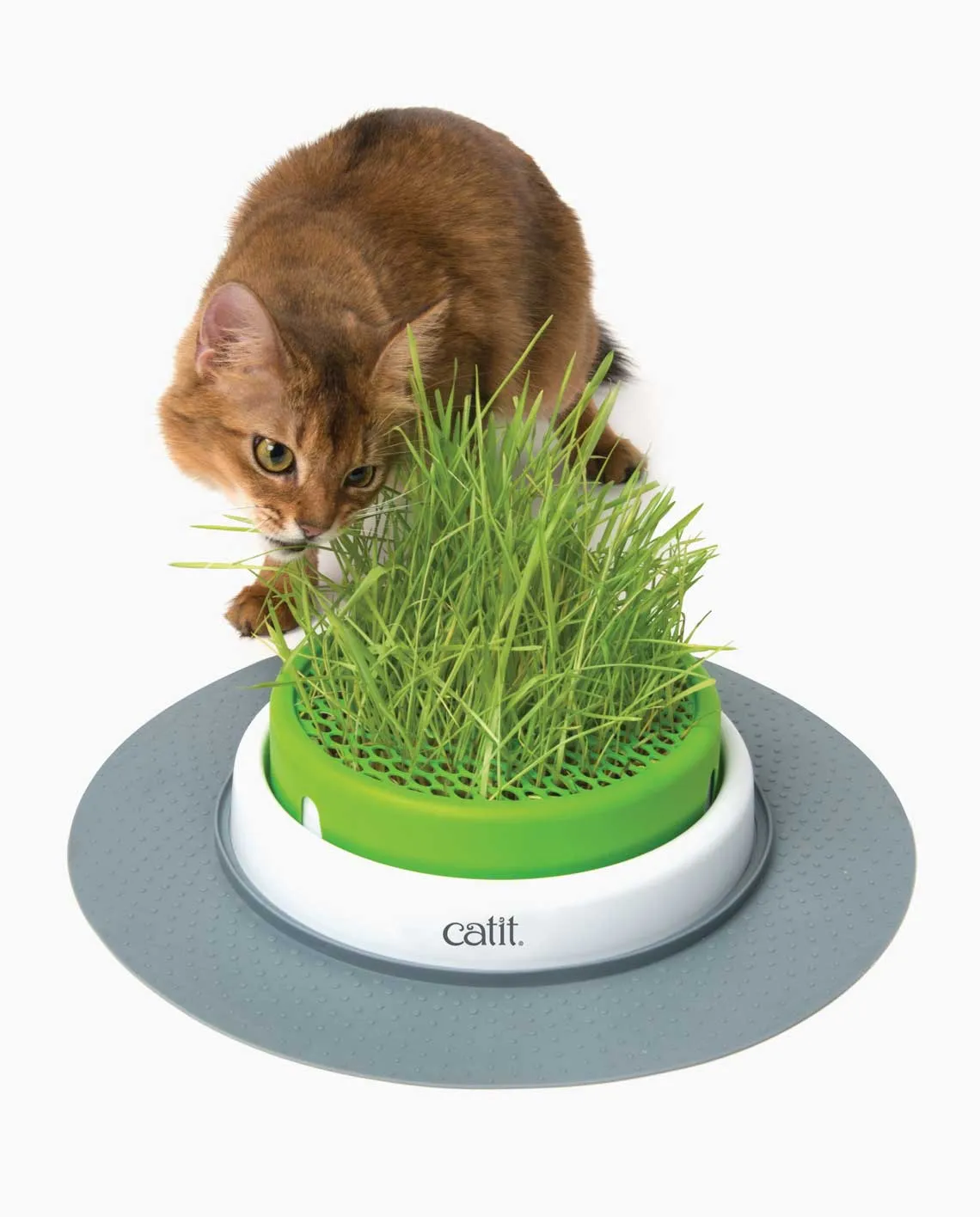 Catit 2.0 - Grass Planter   Grass Planter Refill