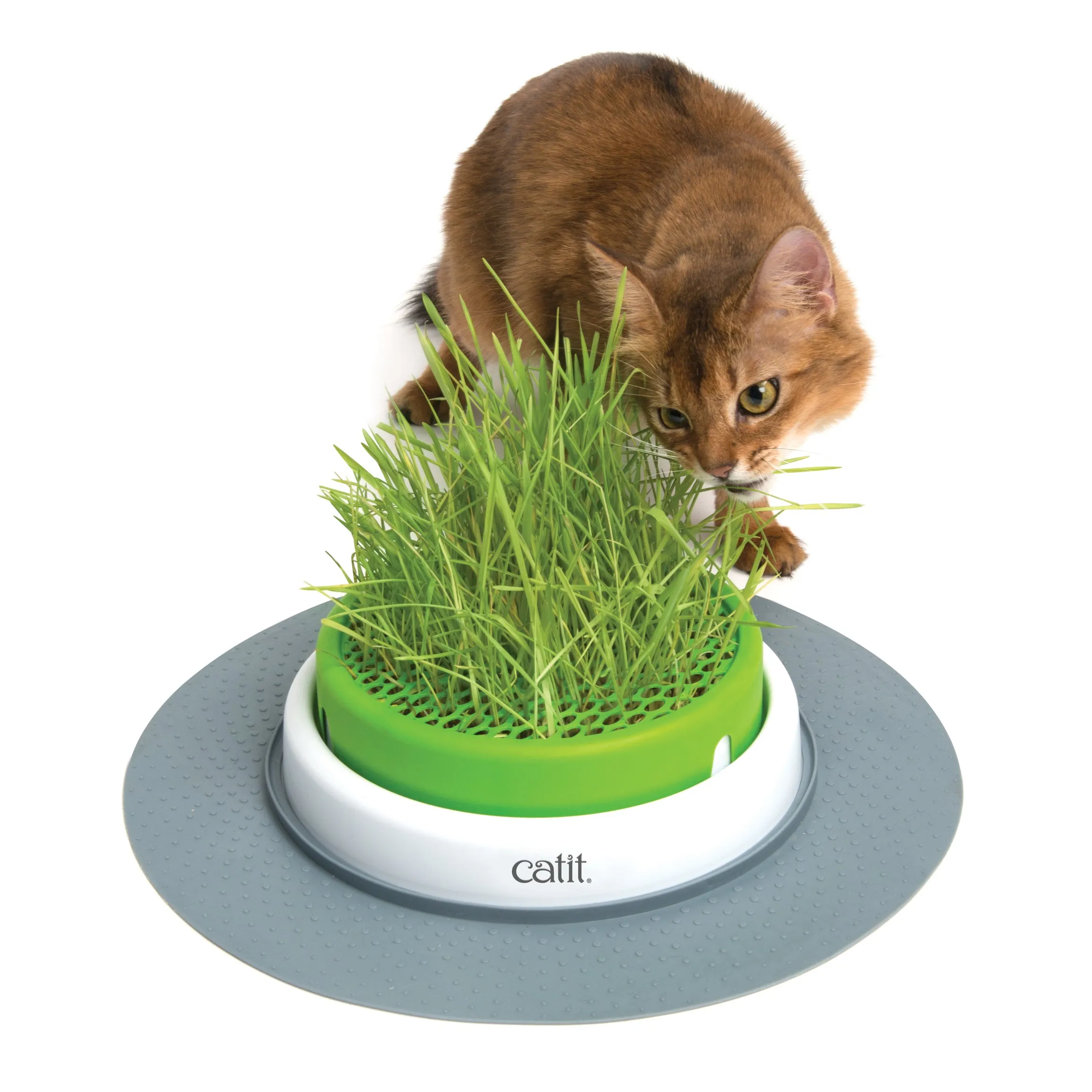 Catit Senses 2.0 Grass Planter