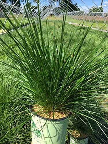 Dwarf Tufted Hair Grass