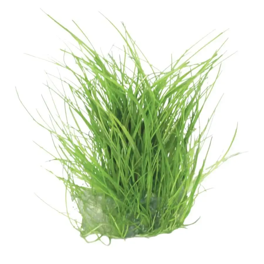 Easy Grow 41 - Eleocharis parvula