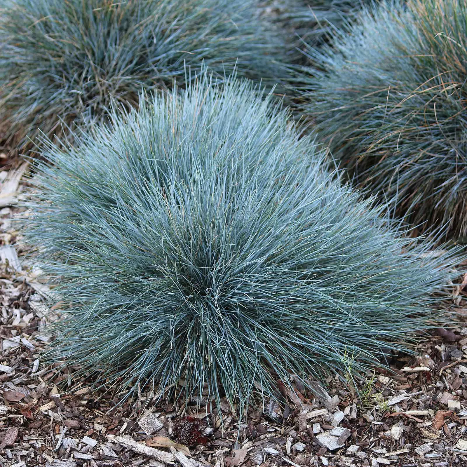 Grass Seeds - Annual Ornamental Grass Mix