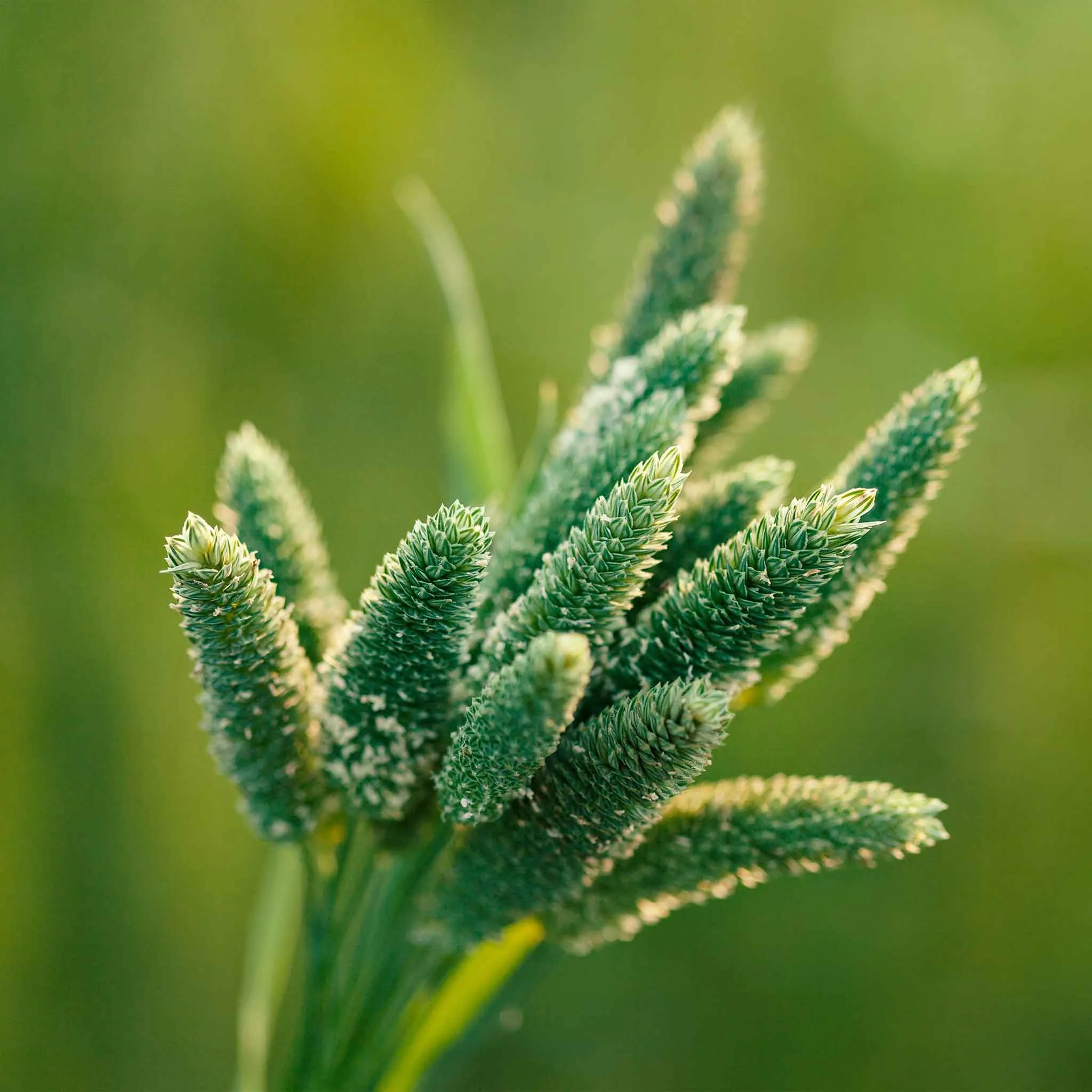 Grass Seeds - Annual Ornamental Grass Mix