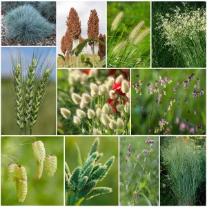 Grass Seeds - Annual Ornamental Grass Mix