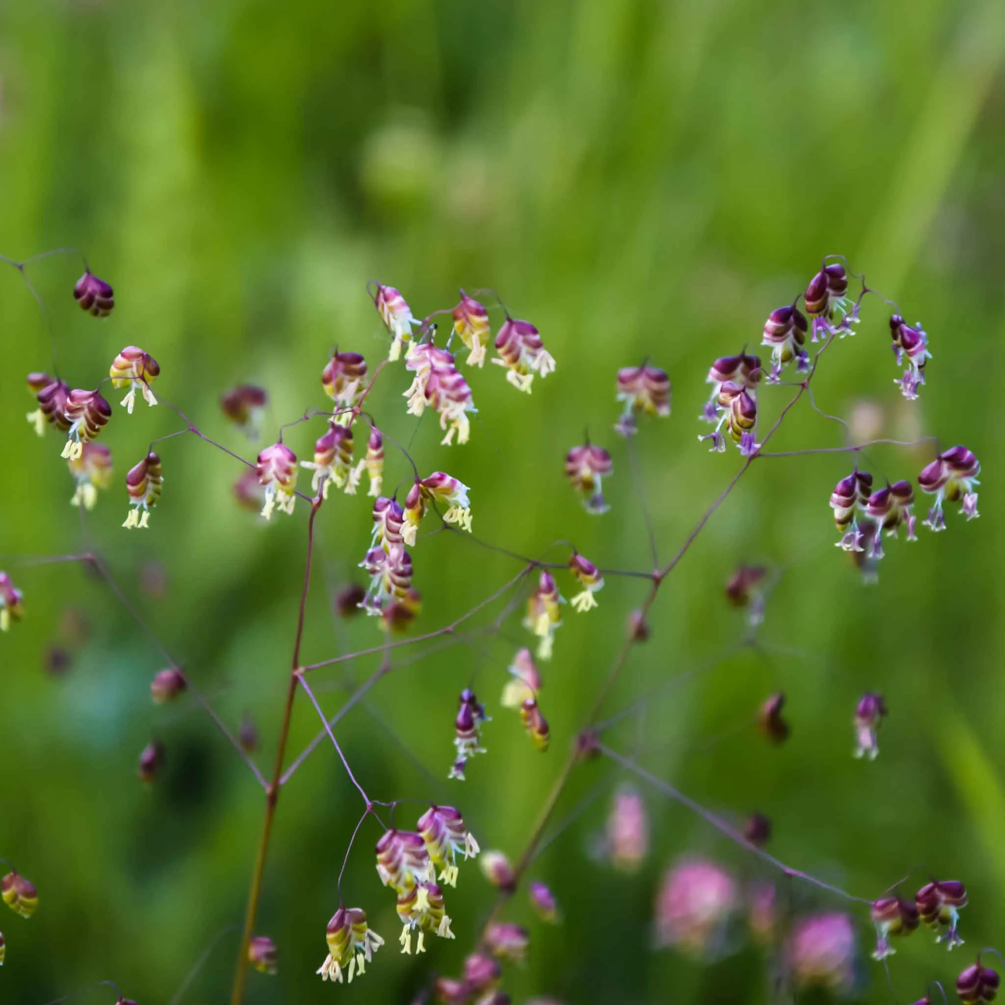 Grass Seeds - Annual Ornamental Grass Mix