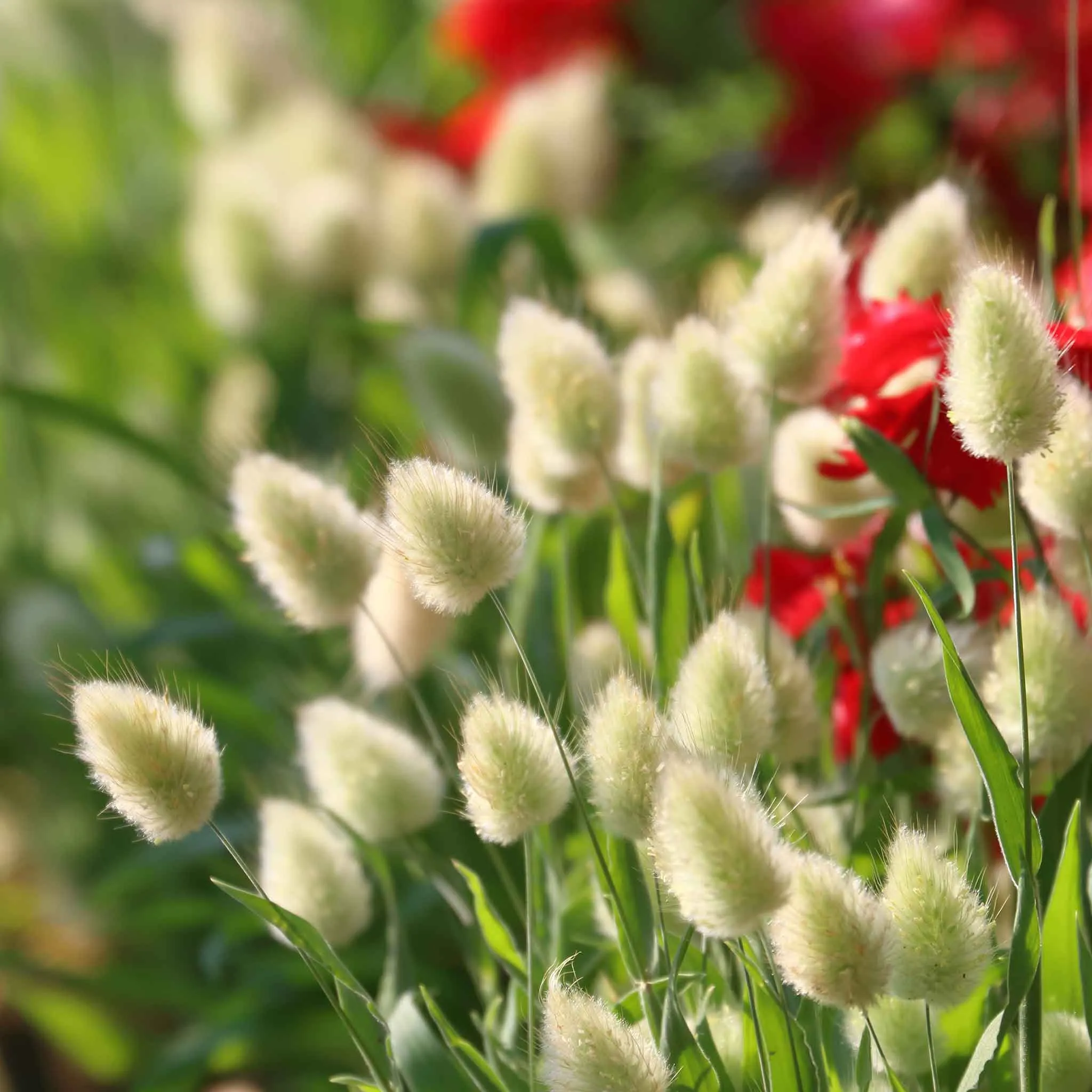 Grass Seeds - Annual Ornamental Grass Mix