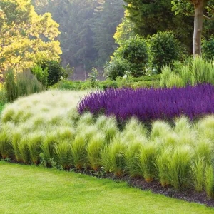 Grass Seeds - Mexican Feather Grass 