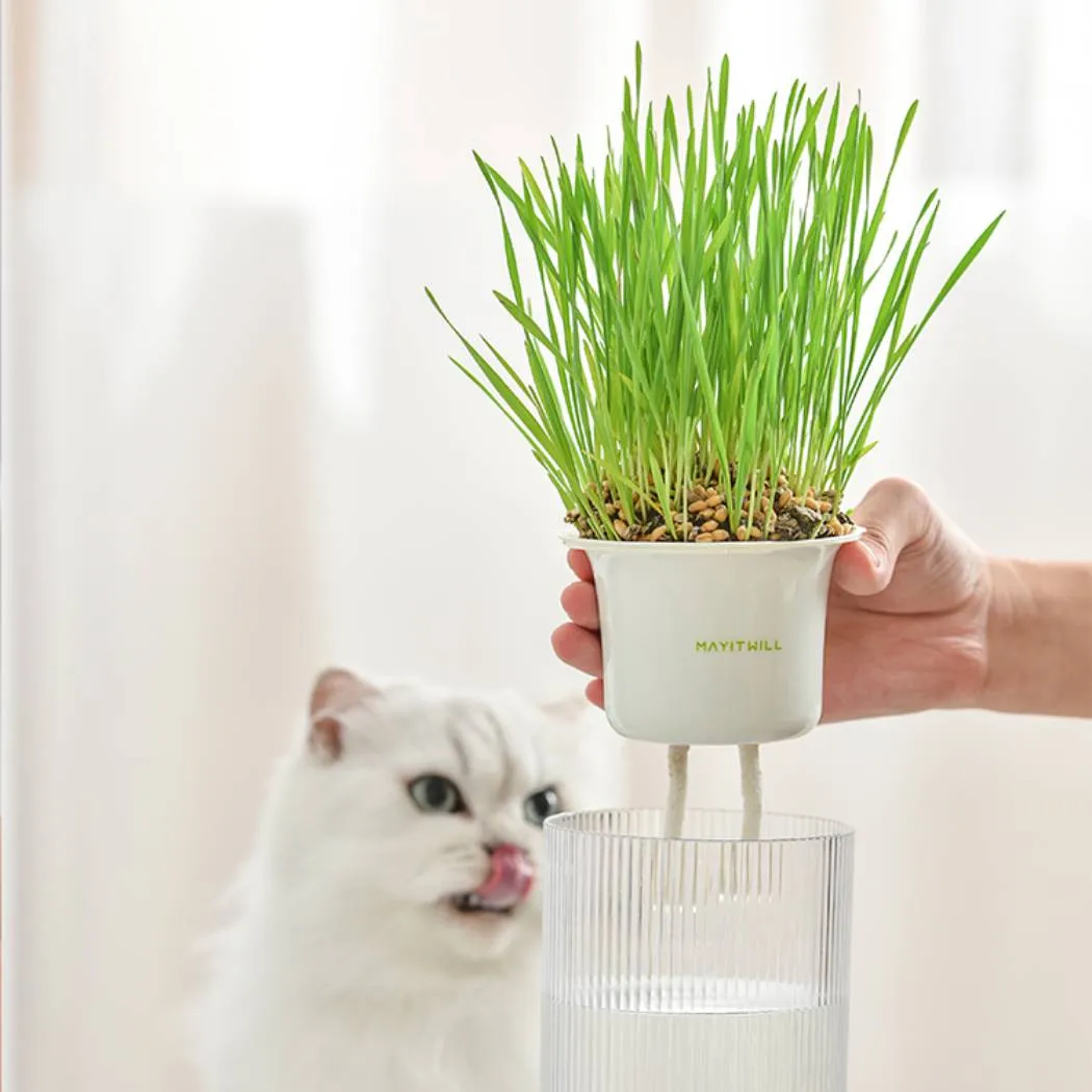 Michu All-in-One Soil-Free Cat Grass Grow Kit