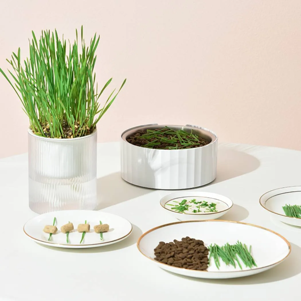 Michu All-in-One Soil-Free Cat Grass Grow Kit