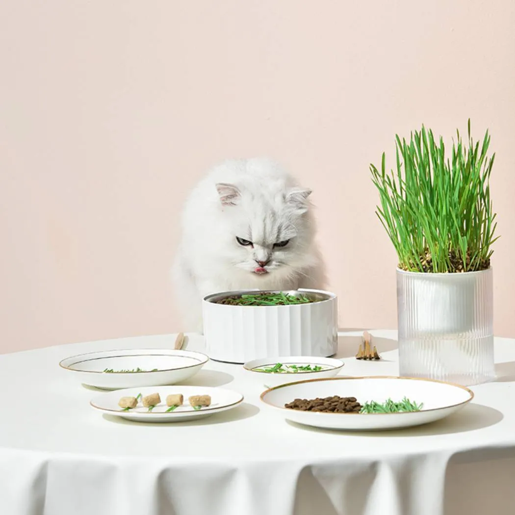 Michu All-in-One Soil-Free Cat Grass Grow Kit