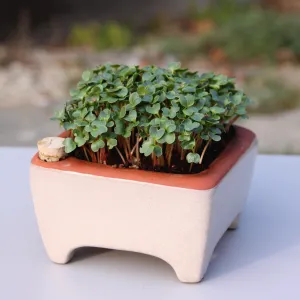 Microgreen Kit, Zero Waste and Self Watering