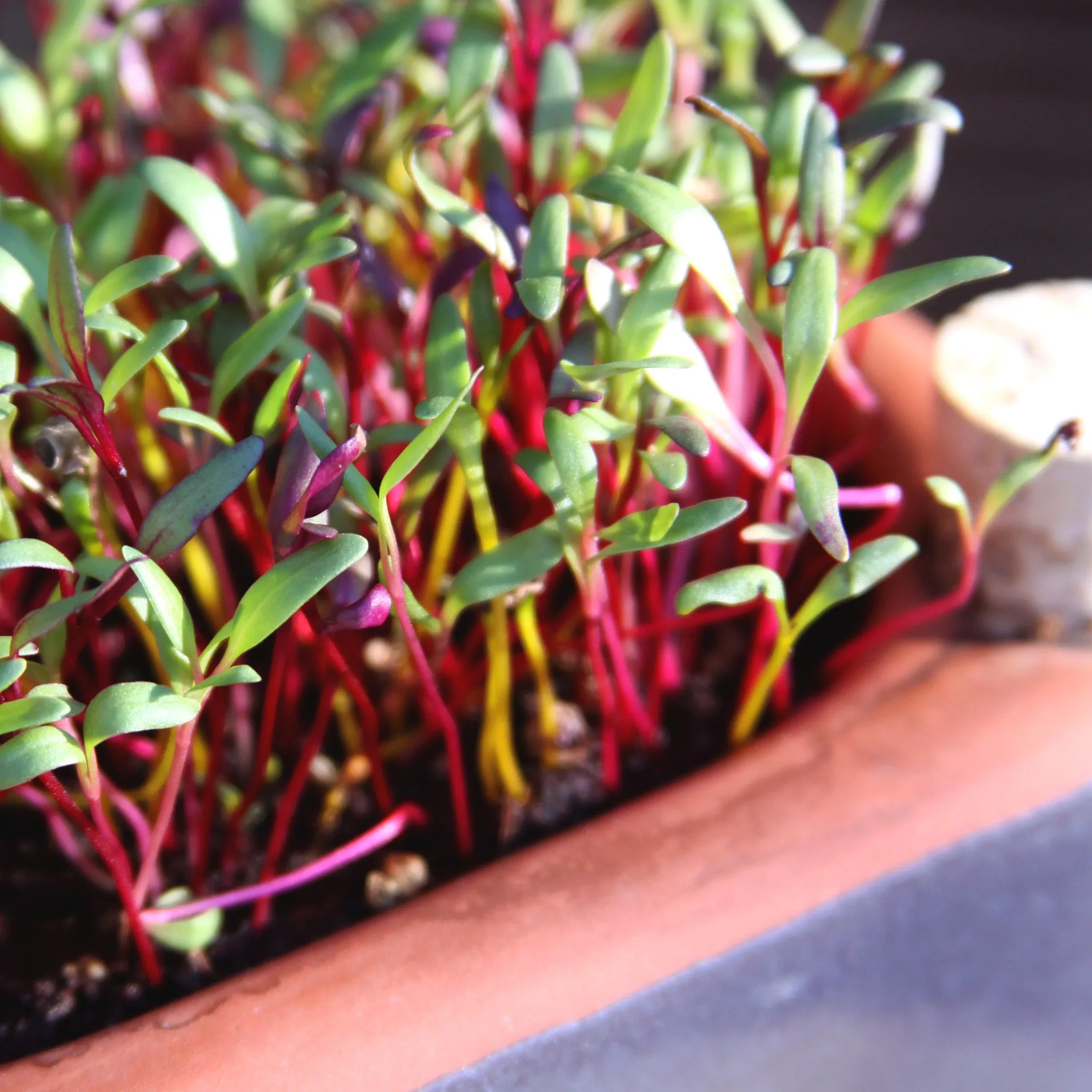 Microgreen Kit, Zero Waste and Self Watering