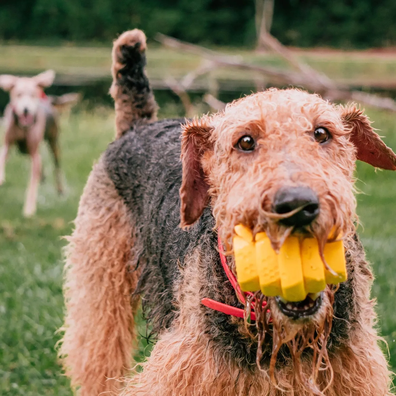 Project Hive Chew Toy