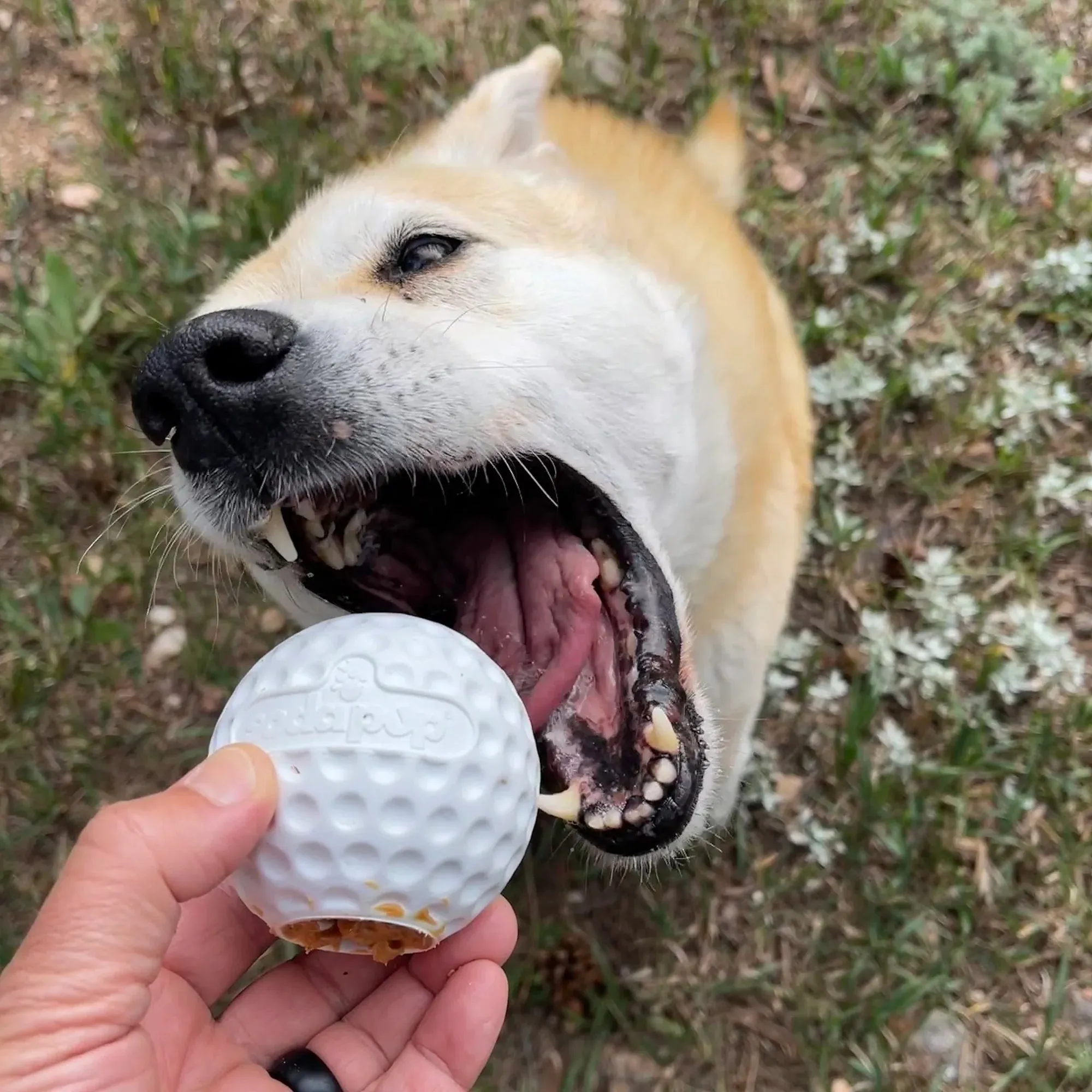 Sodapup Golf Ball